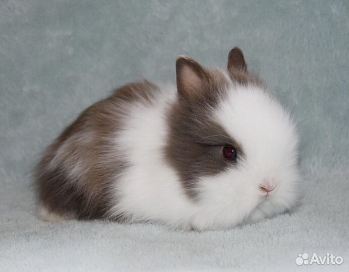 Кролики из Питомника. Привитые. Срочная Доставка