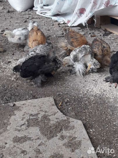 Цыплята Брама