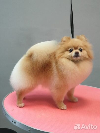 Стрижка собак Йорки, шпицы, пудели, все породы