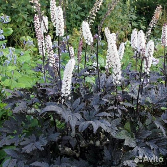 Клопогон ветвистый Brunette