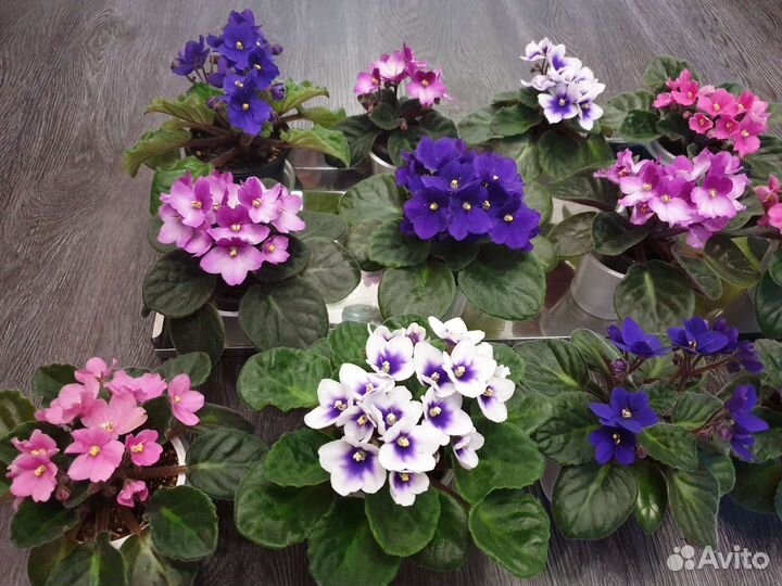 Фиалка первое цветение розовая белая фиолетовая