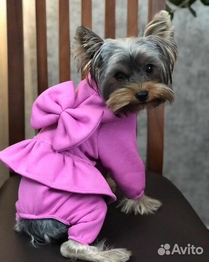 Одежда для собак