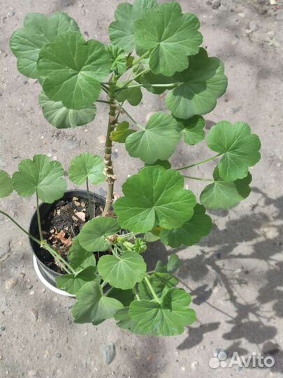 Герань красная журавлик