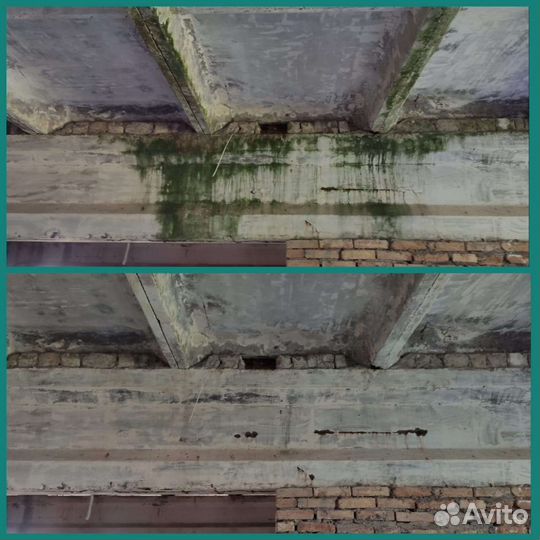 Удаление уничтожение плесени грибка