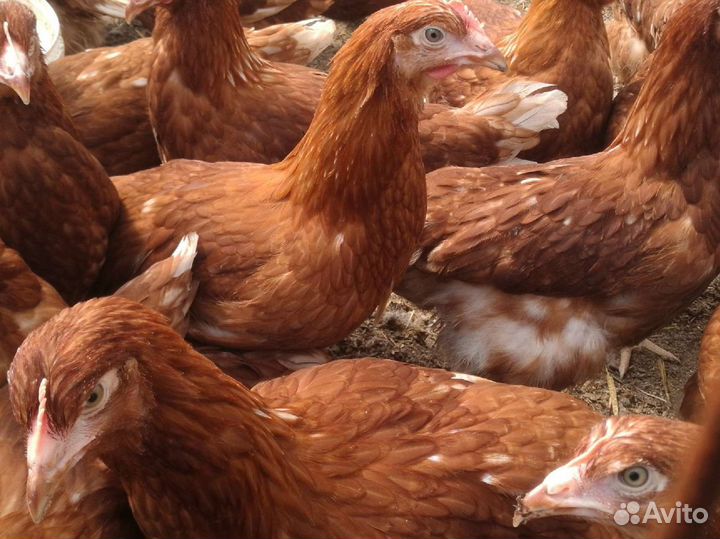 Бройлер, утята, гусята, клуша