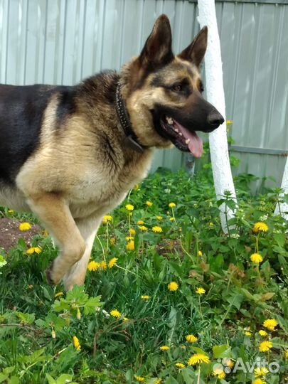 Вязка вео девочка