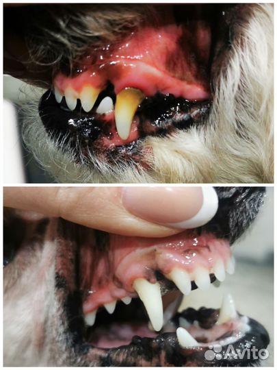 Груминг. Стрижка Собак и Кошек Профессионально