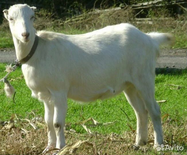 Козочка Ламанча