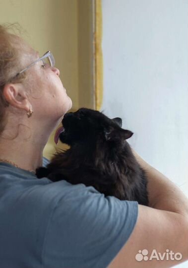 Кошки в добрые руки