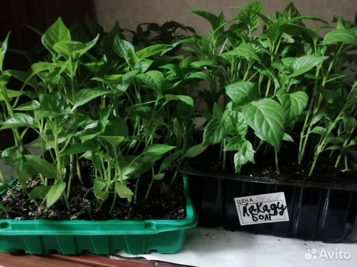 Рассада помидор и перцев