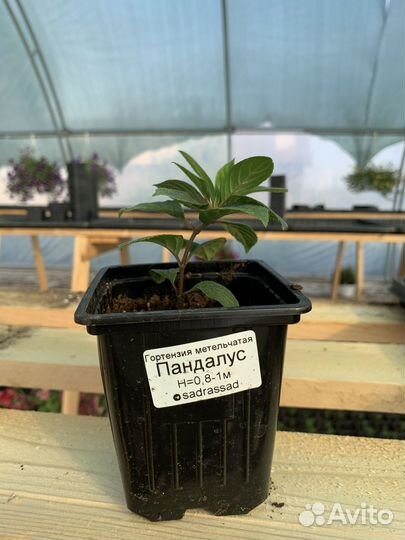 Гортензии серии Pan: Пандалус, Панателла, Пантеон