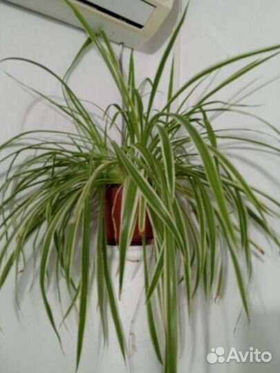 Хлорофитум