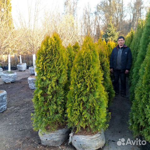 Туя Голден Смарагд