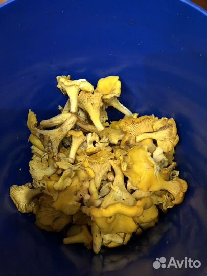 Грибы Лисички