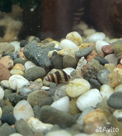 Улитка хелена