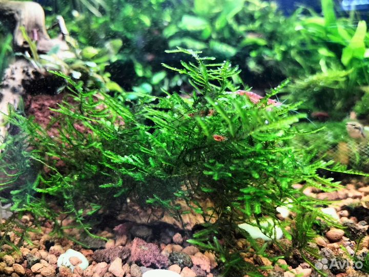 Аквариумные растения