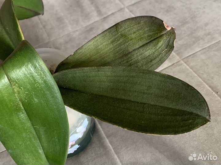 Дендробиум фаленопсис орхидея