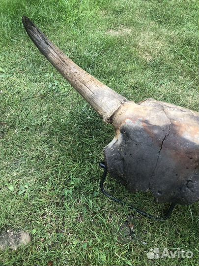 Рога древнего буйвола