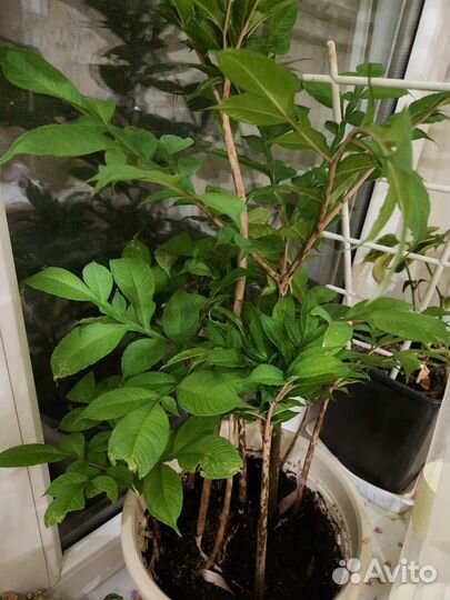 Комнатные растения цветы