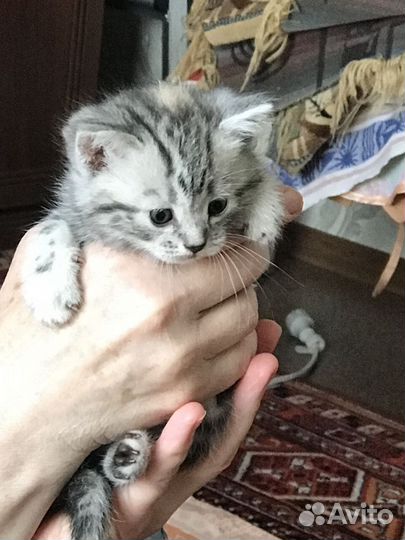 Кнопка в добрые руки