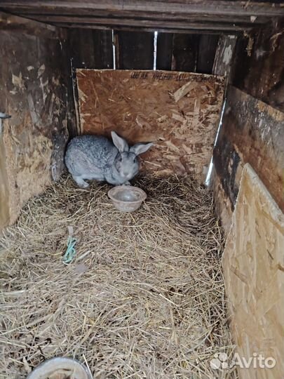 Кролики мясных пород