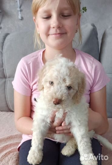 Лаготто романьоло