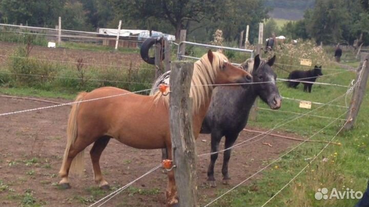 Электро-пастух