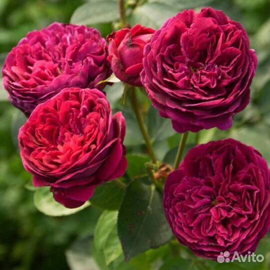 Розы английские, чайно-гибридные, плетистые