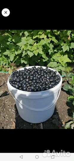 Чёрная смородина