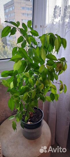 Фикус Бенджамина Даниель, Реджинальд, Неон,Спатифи