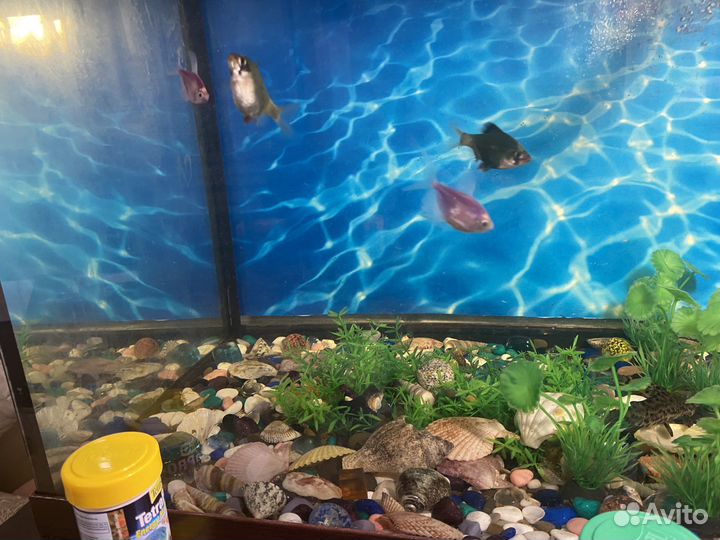 Аквариум