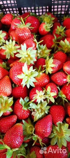 Клубника свежая ягода