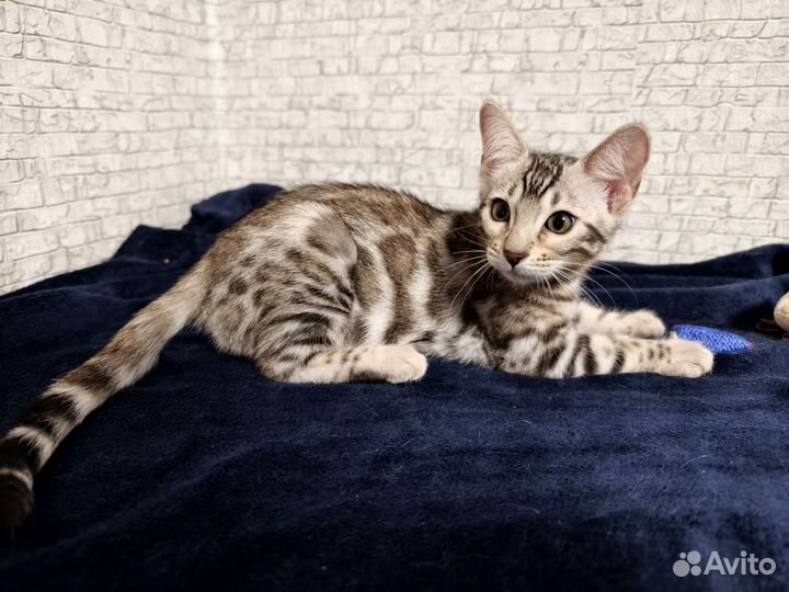 Бенгальская девочка