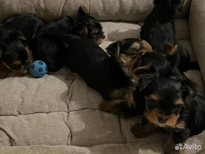 Йоркширский терьер щенки