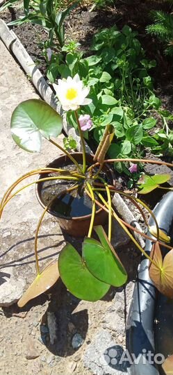 Водяная лилия (кувшинка)