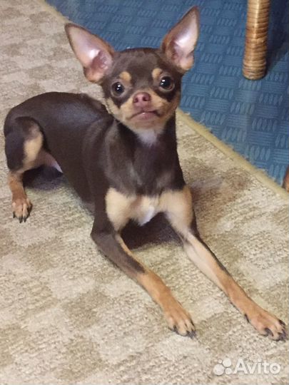 Мини той-терьер Вязка