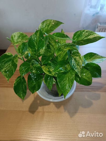 Сциндапсус марбл квин