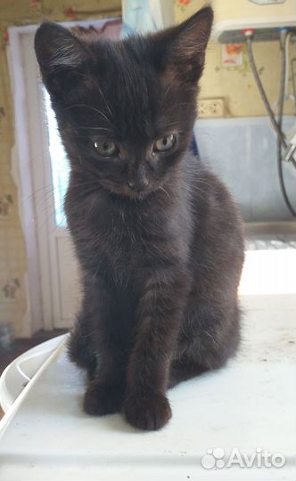Котята в добрые руки даром