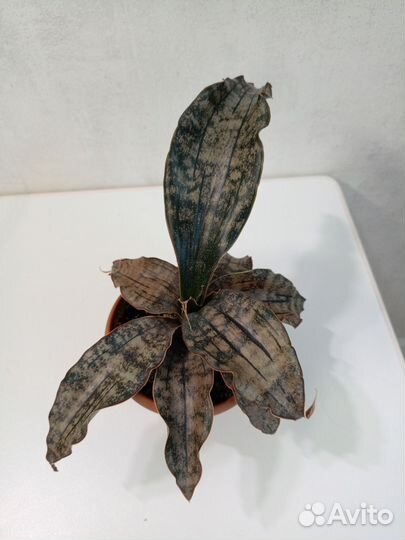 Сансевиерия каньон гранит