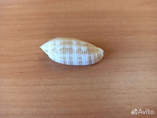 Морская раковина