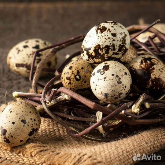 Инкубационное яйцо перепелов