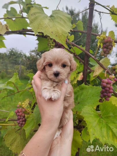 Мальтипу f1 мини крошка