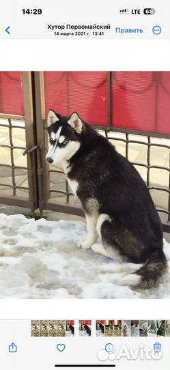 Собаки хаски