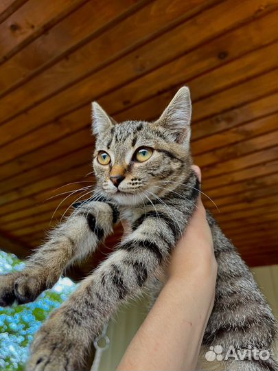 Котенок бесплатно