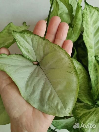 Сингониум Белая Бабочка (White Butterfly)