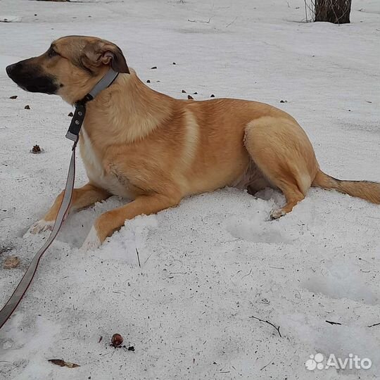 Щенок