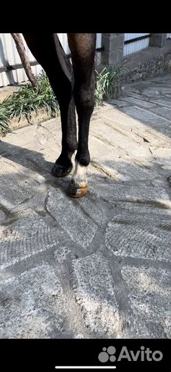 Ковка чистка копыт