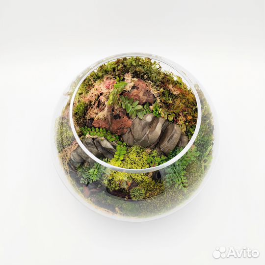 Флорариум с живыми мхами 12 л
