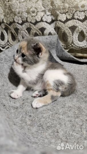 Очаровательные котята в добрые руки