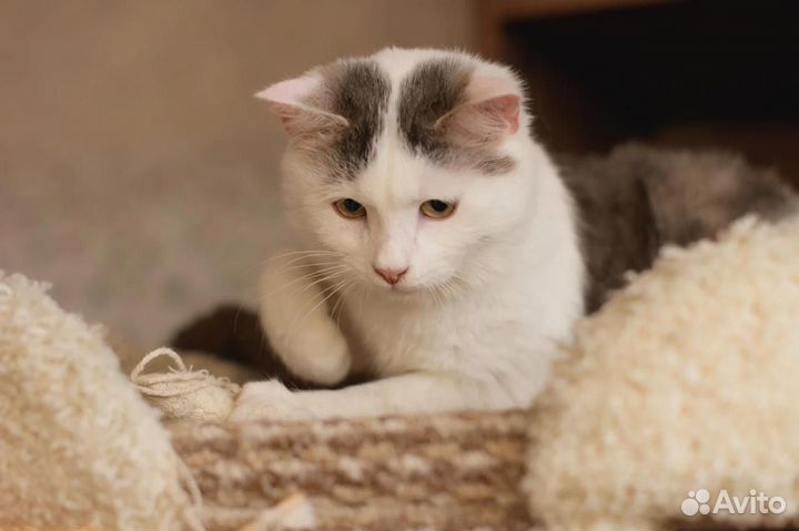 Котенок мальчик в добрые руки